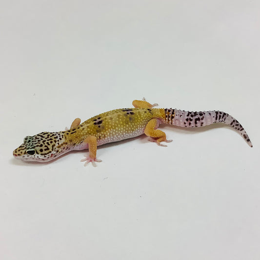 Dark Mack Snow Pos Het Bell & Eclipse Leopard Gecko- Female #K-A7-80322-1