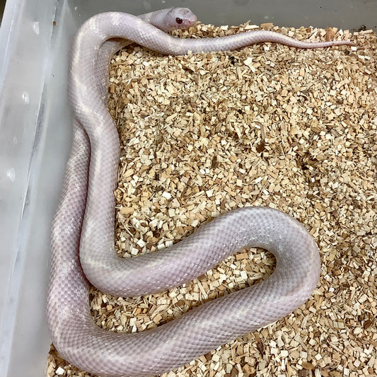 Lavender Snow California Kingsnake- SA Male #2020M09