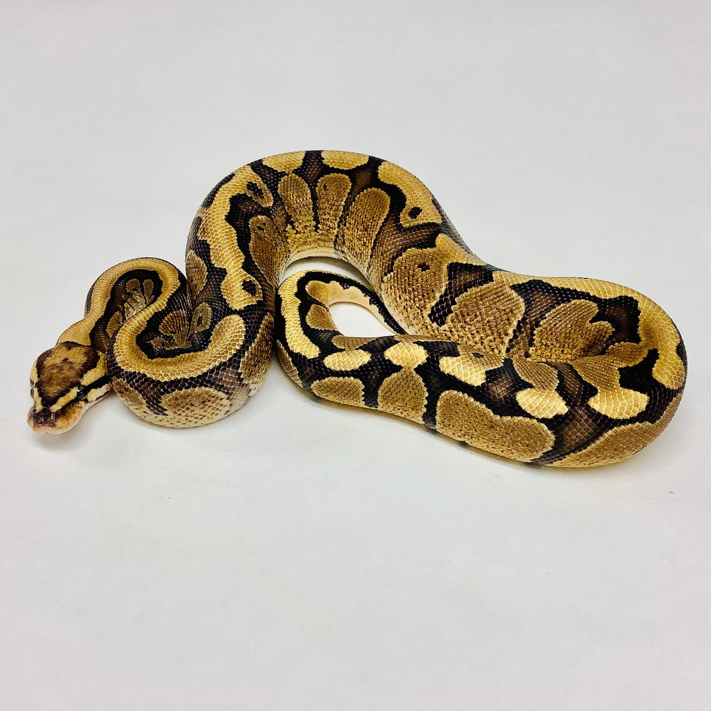 Vanilla Red Stripe Ball Python - Male #2021M01