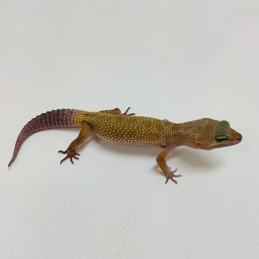 Dark Murphy Patternless Leopard Gecko- Female #L-C4-80122-1