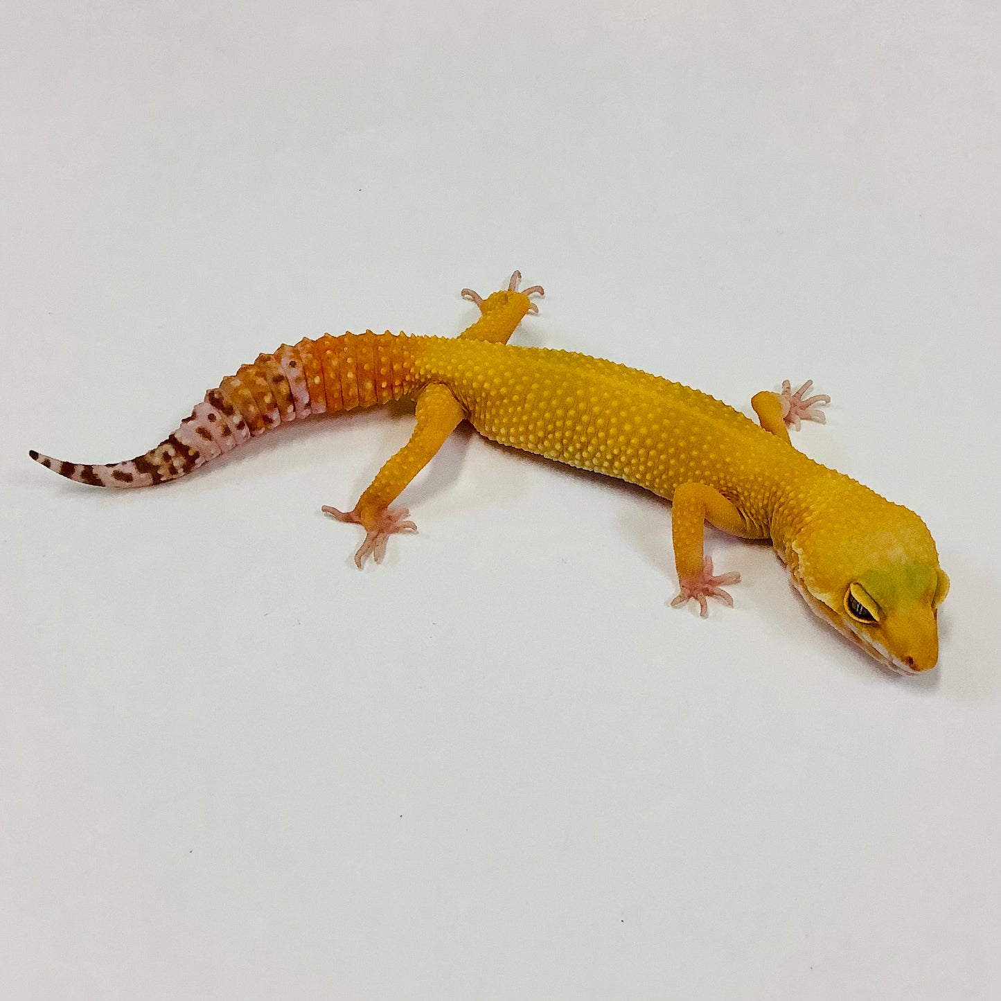 Sunglow Albino Tremper Pos Het Eclipse Leopard Gecko (TSF)-#B-G5-81921-1