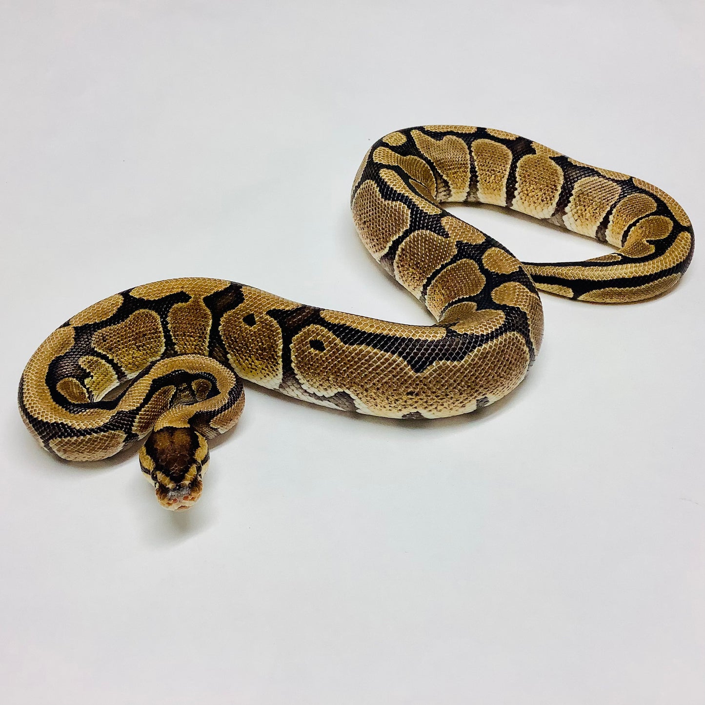 Red Stripe Ball Python - Male #2021M01-1