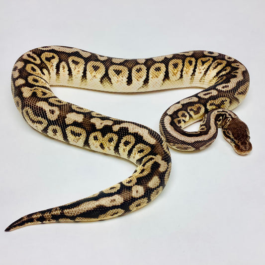Pastel Lesser Russo Hidden Gene Woma Ball Python - SA Male #2020M03