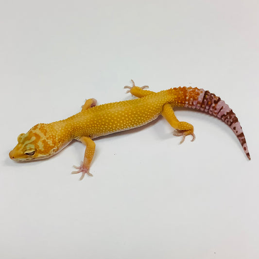 Sunglow Albino Tremper Het Eclipse Leopard Gecko -Male -#F-G7-61421-1