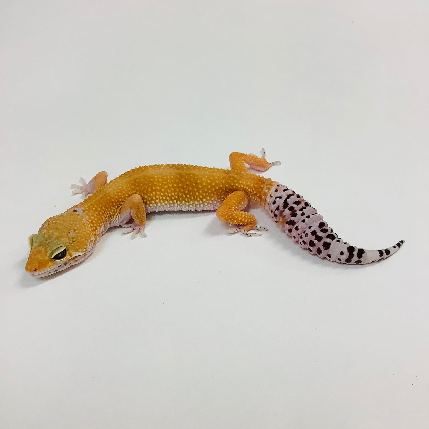 Hypo Tangerine Baldy Leopard Gecko -Male- #G-F5-60121-1