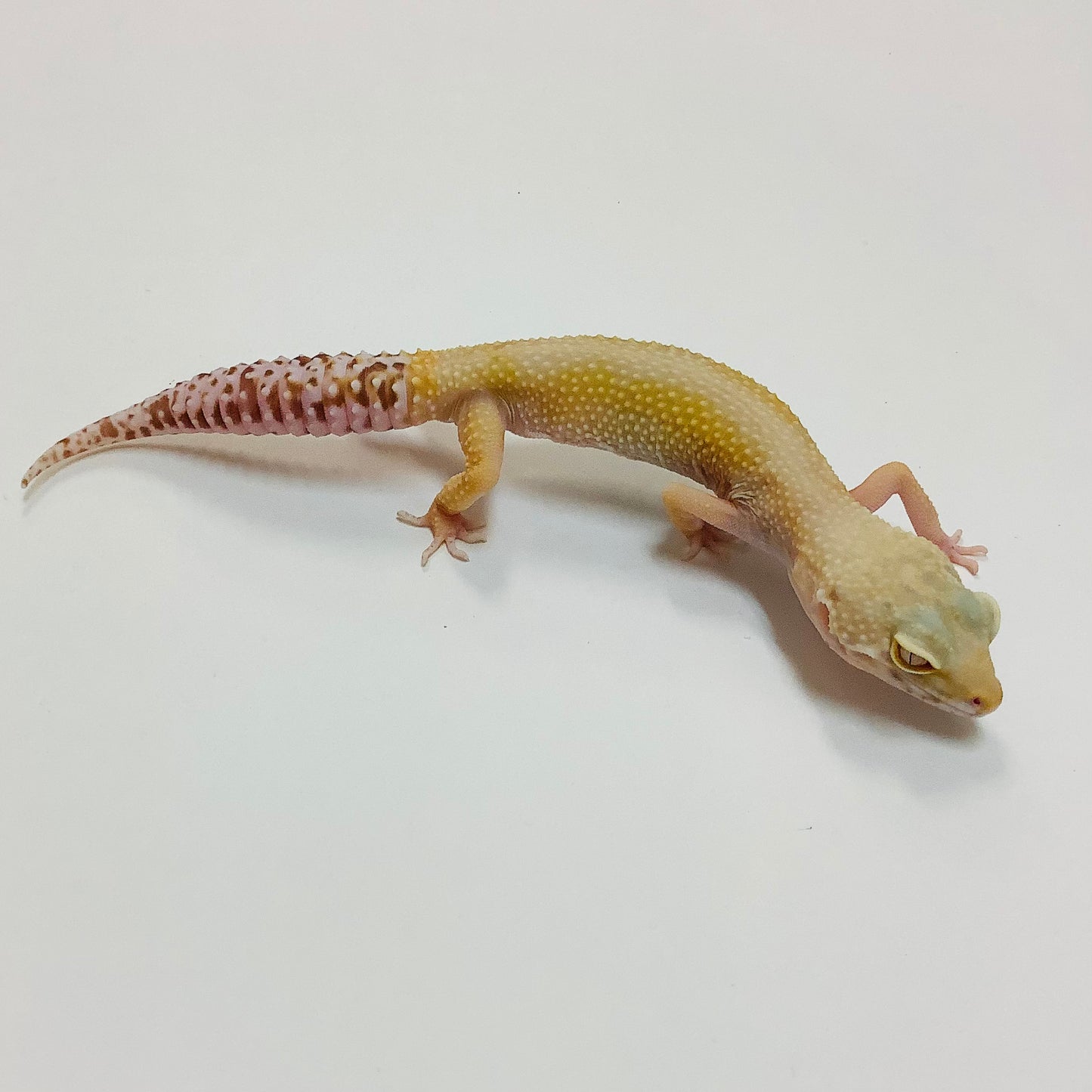 Hypo Albino Bell Pos Mack Snow Pos Het Eclipsed Leopard Gecko-(TSF)-#E-F10-71420-1