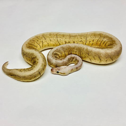 Black Pewter Pinstripe Woma Ball Python - Male #2020M02-1