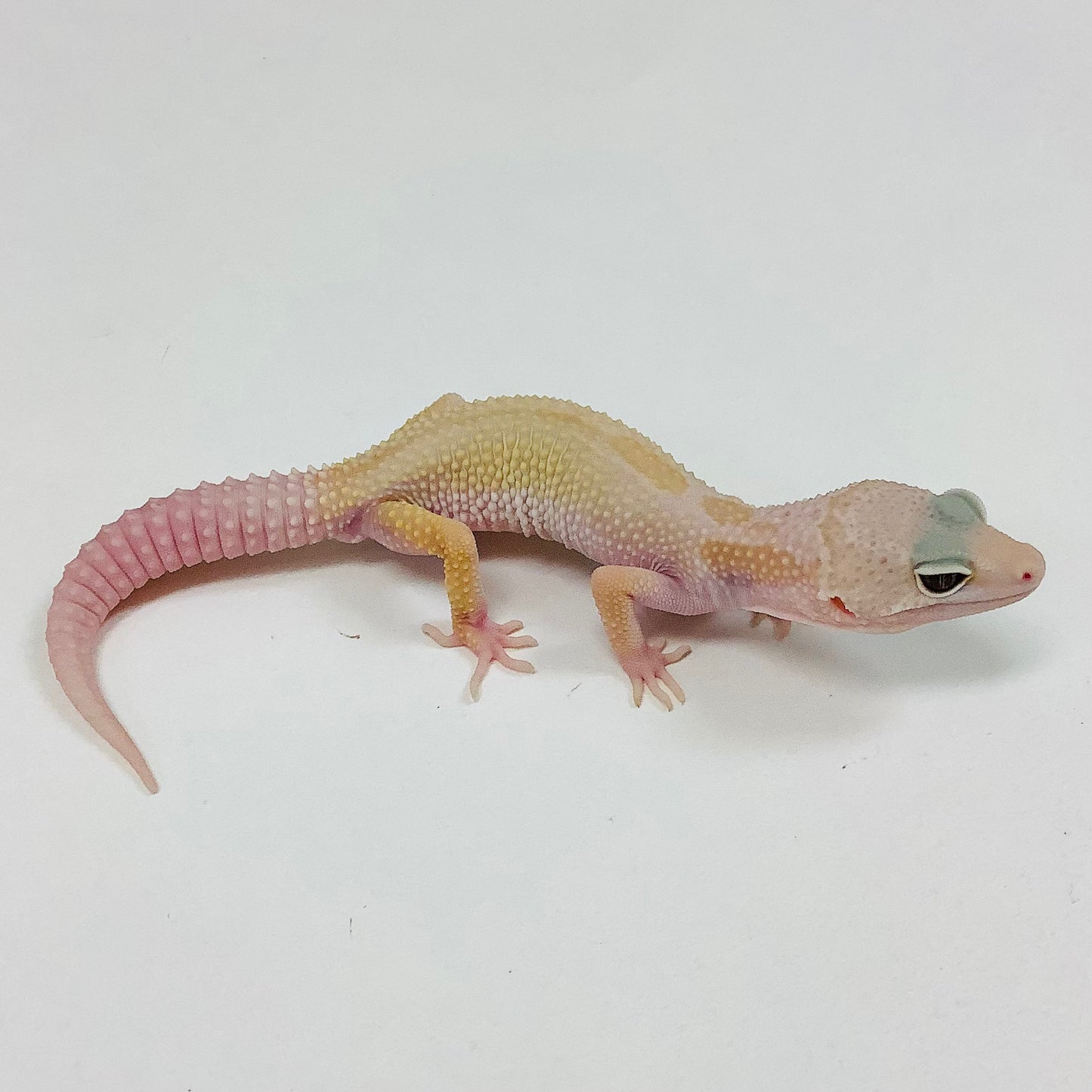 Mack Snow Tremper Murphy Patternless W/Y Leopard Gecko Male J-C3-70422-1