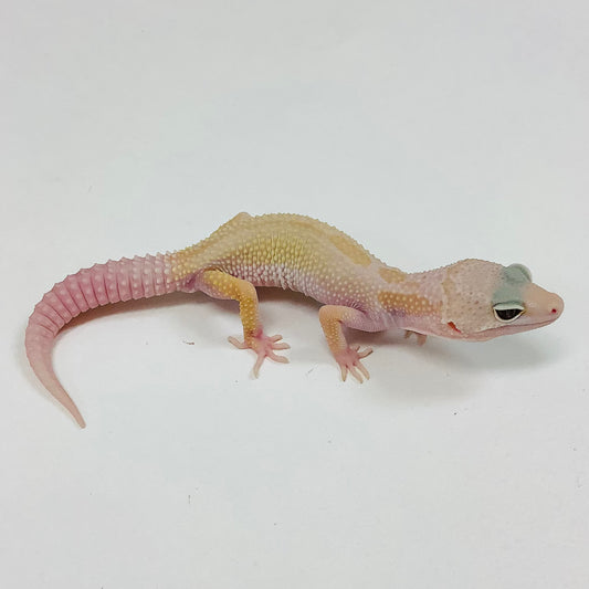 Mack Snow Tremper Murphy Patternless W/Y Leopard Gecko Male J-C3-70422-1