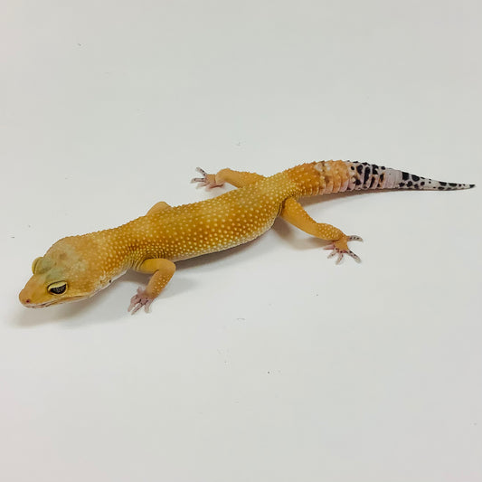 Super Hypo Tangerine Carrot Tail Leopard Geckos-Male - #K-E3-70821-1