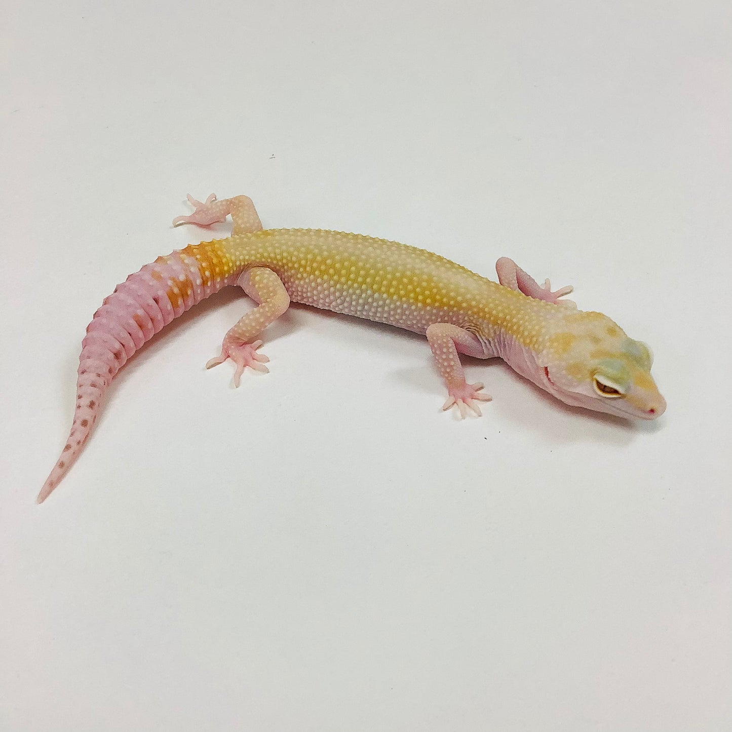 Super Hypo Albino Bell W/Y Pos Het Eclipse Leopard Gecko- (TSF)- #J-K5-91821-1