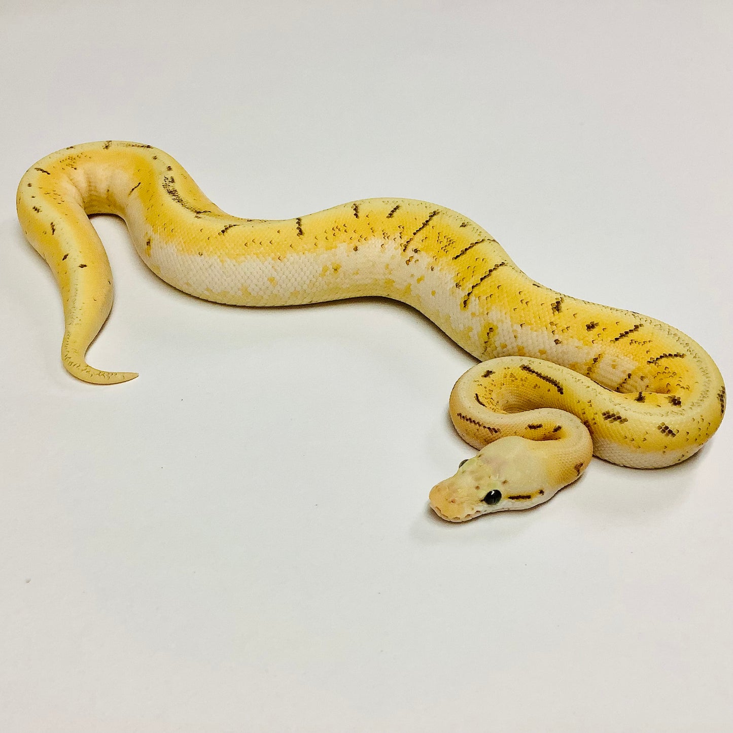 Pastel Enchi Vanilla Pinstripe Woma Ball Python - Female #2021F01