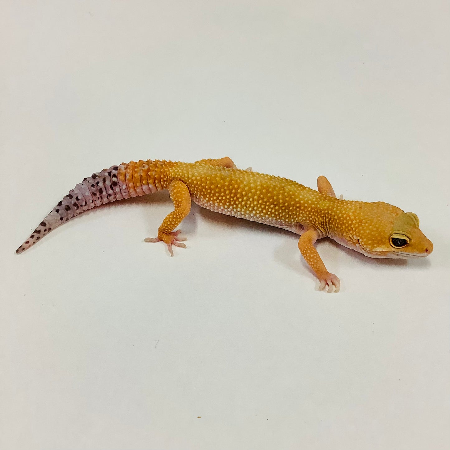 Super Hypo Tangerine Carrot Tail W/Y Leopard Gecko Female #B-L9-72420-1