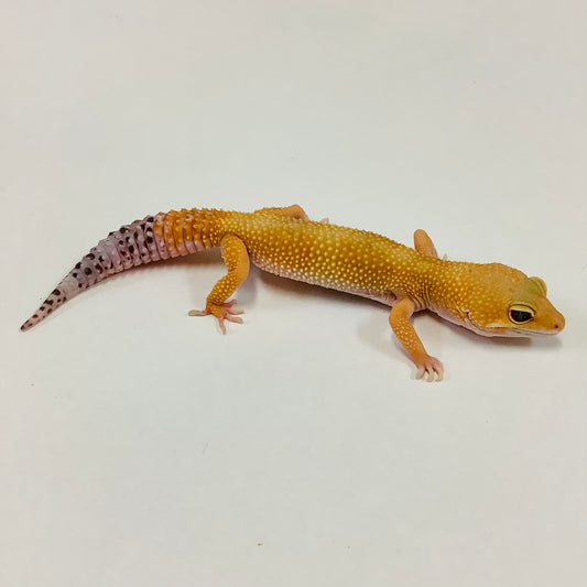 Super Hypo Tangerine Carrot Tail W/Y Leopard Gecko Female #B-L9-72420-1