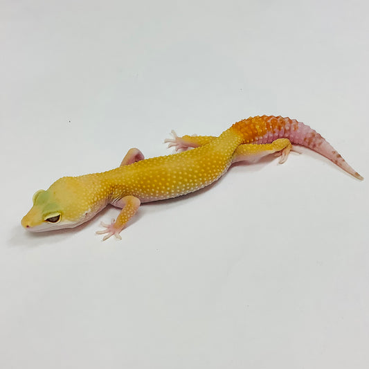 Sunglow Albino Tremper W/Y Leopard Gecko (TSF)- #J-G4-111721-1