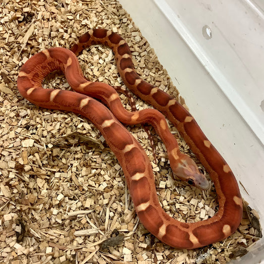 Scaleless Hypomelanistic Cornsnake- Male #2021M01