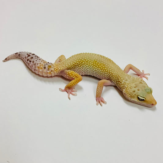 Super Hypo W/Y Marble Eye Pos Het Tremper Leopard Gecko Female #F-J4-82419-1