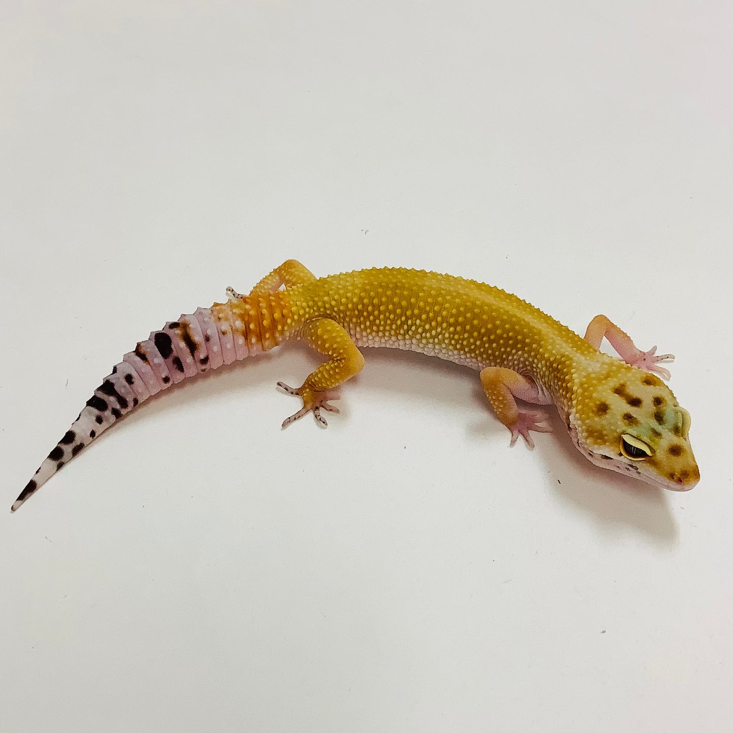 Hypo Tangerine W/Y Pos Het Tremper Albino Leopard Gecko(TSF) - #K-E6-93021-1