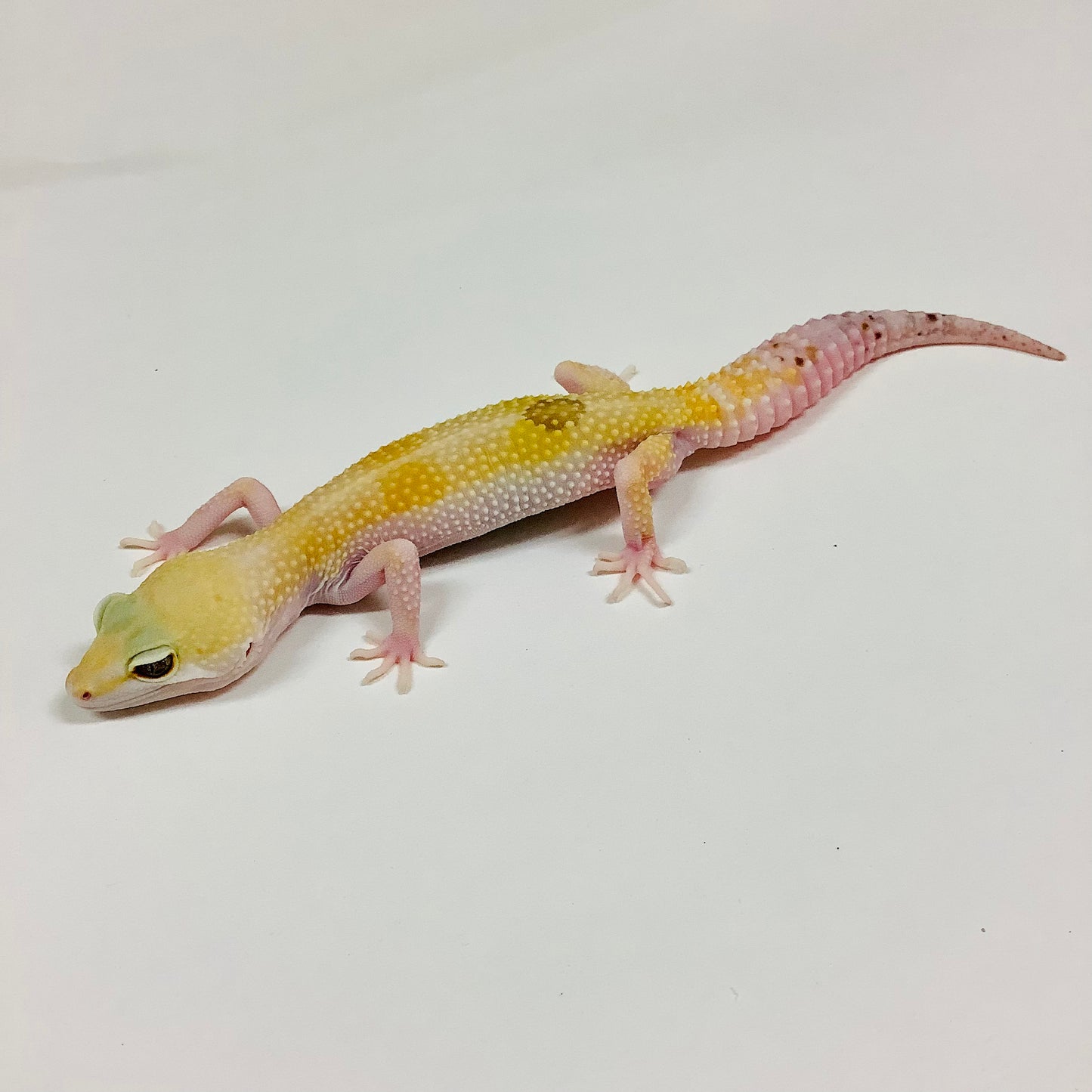 Super Hypo W/Y Pos Het Bell and Eclipse Leopard Gecko Female #F-TB1-90120-1