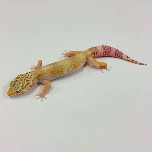 Mack Snow Raptor Leopard Gecko Female #B-F10-71620-1