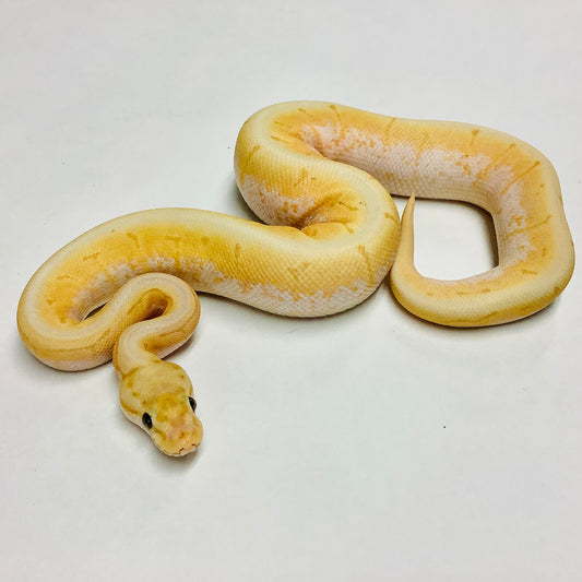 Banana Fire Spinner Ball Python - Male #2021M01