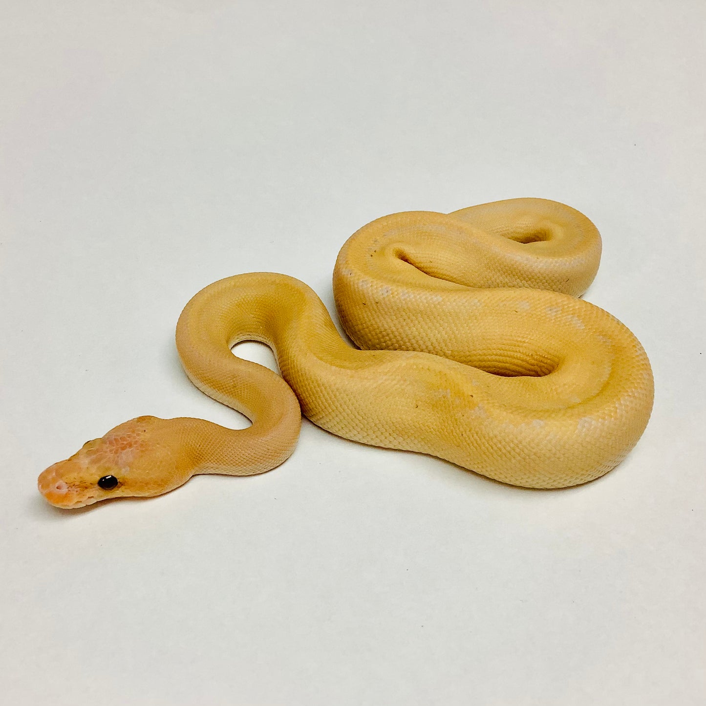 Banana Camo Ball Python - Male #2022M01