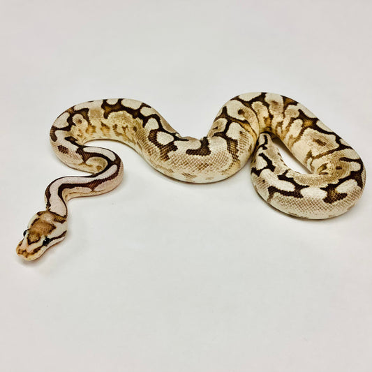 Cinnamon Spider Fire Bongo Yellowbelly Ball Python - Male #2021M01