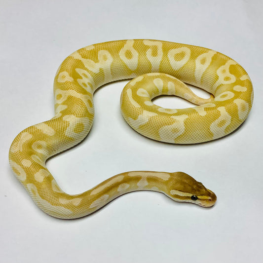 Crystal Ball Python - Female - #2021F01-1
