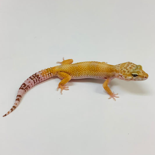 Raptor Pos Het Murphys Patternless Leopard Gecko (TSF) - #F-I9-62320-1