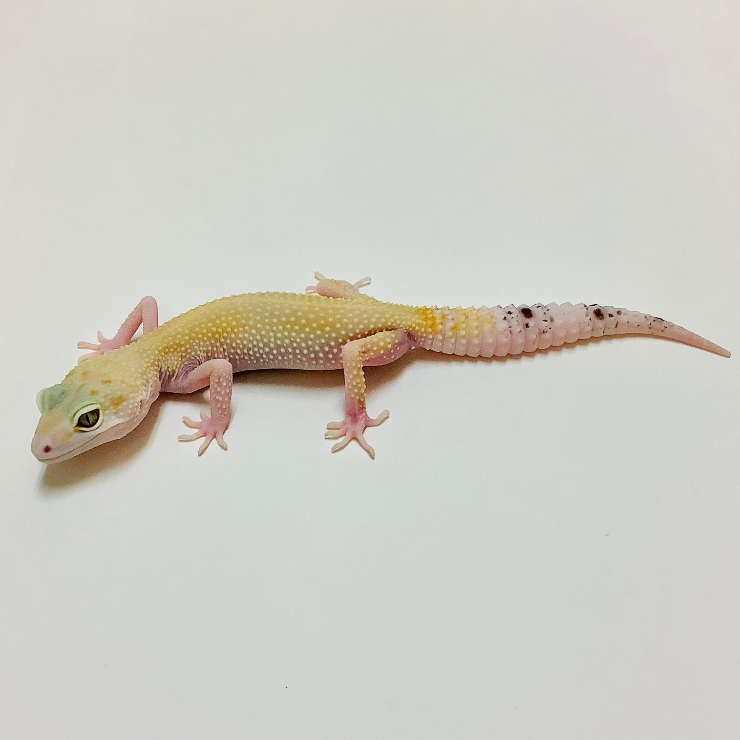 Super Hypo Mack Snow W/Y Eclipse Leopard Gecko Female #B-H12-71020-1