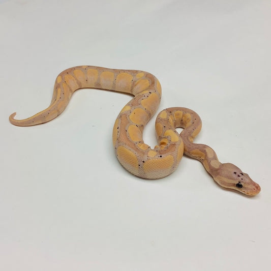 Banana Lori Ball Python- Male #2022M05
