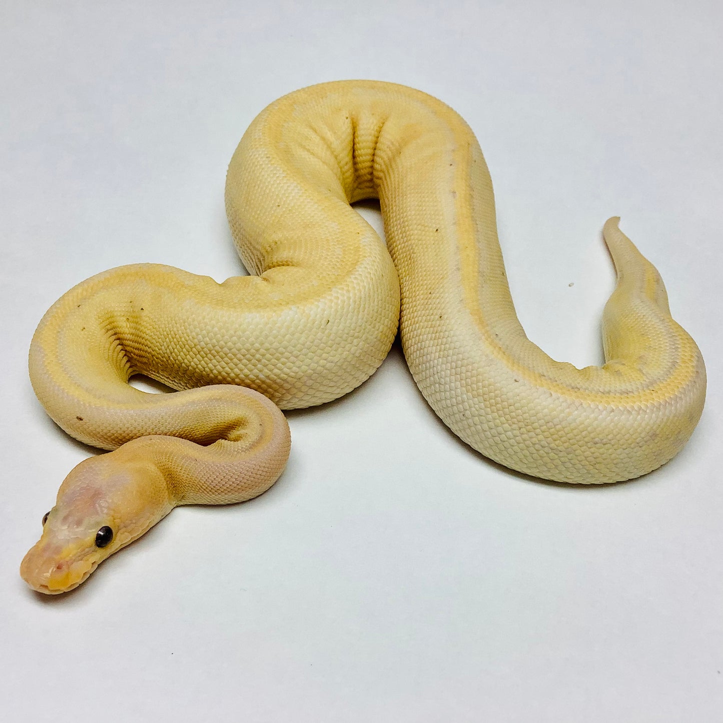 Banana Camo Ball Python- Male #2021M01-1