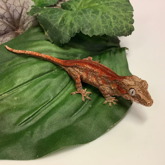 Red Stripe W/ Blotches Gargoyle Gecko-Male #FKA2202