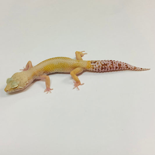 Hypo Albino Bell Pos Mack Snow Pos Het Eclipsed Leopard Gecko-(TSF)-#E-F10-71420-1