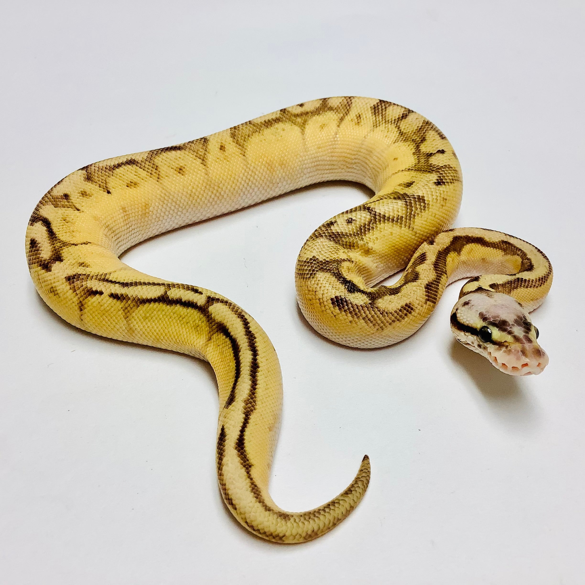 Enchi Fire Ball Python