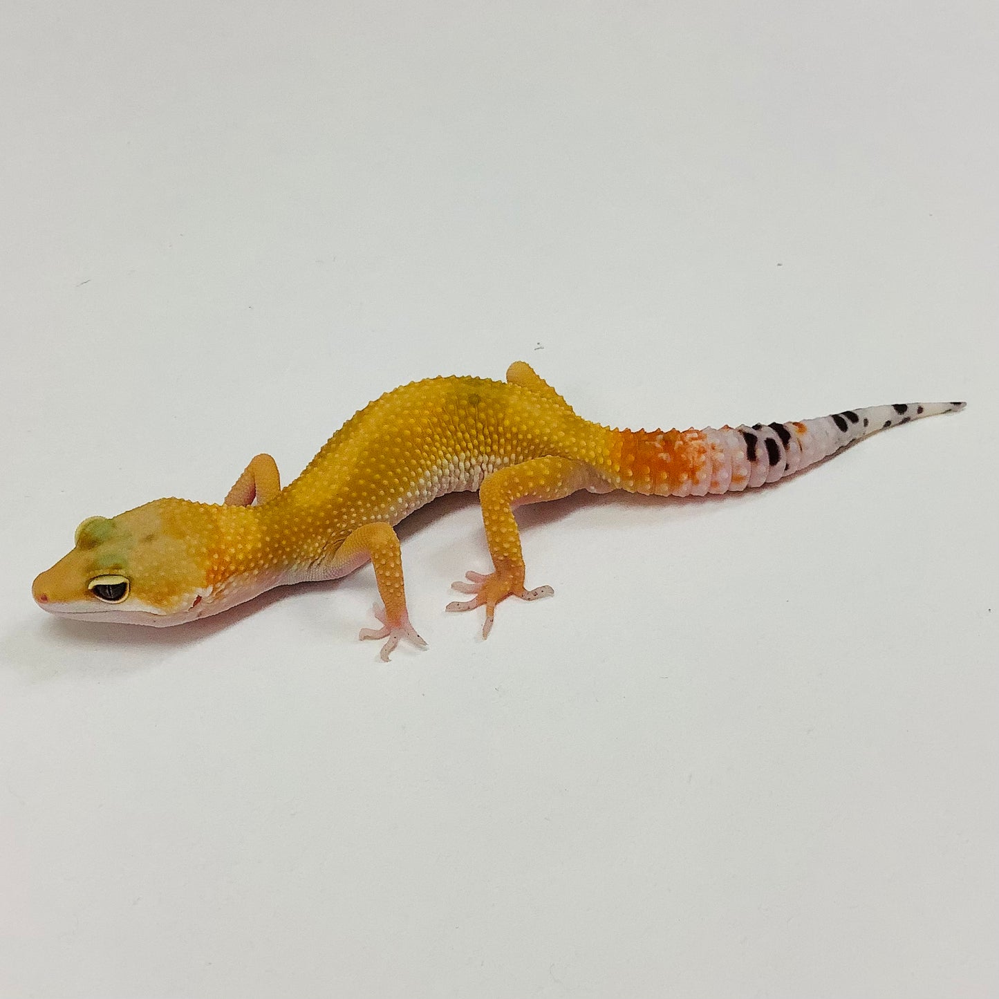 Super Hypo Tangerine Carrot Tail Baldy Leopard Gecko- Male #I-D7-71522-1