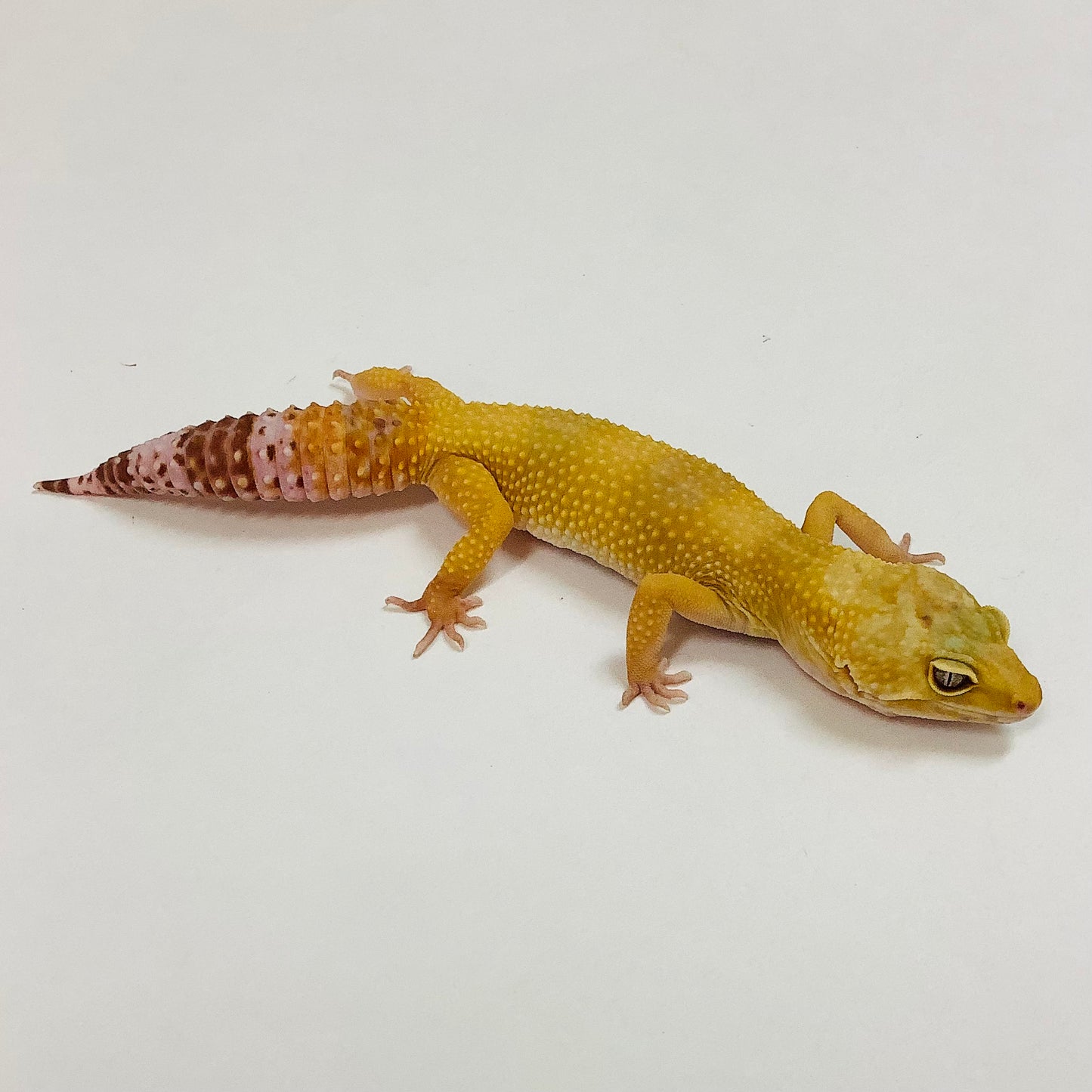 Sunglow Albino Tremper Het Eclipse Leopard Gecko (TSF)-#K-I7-80420-1