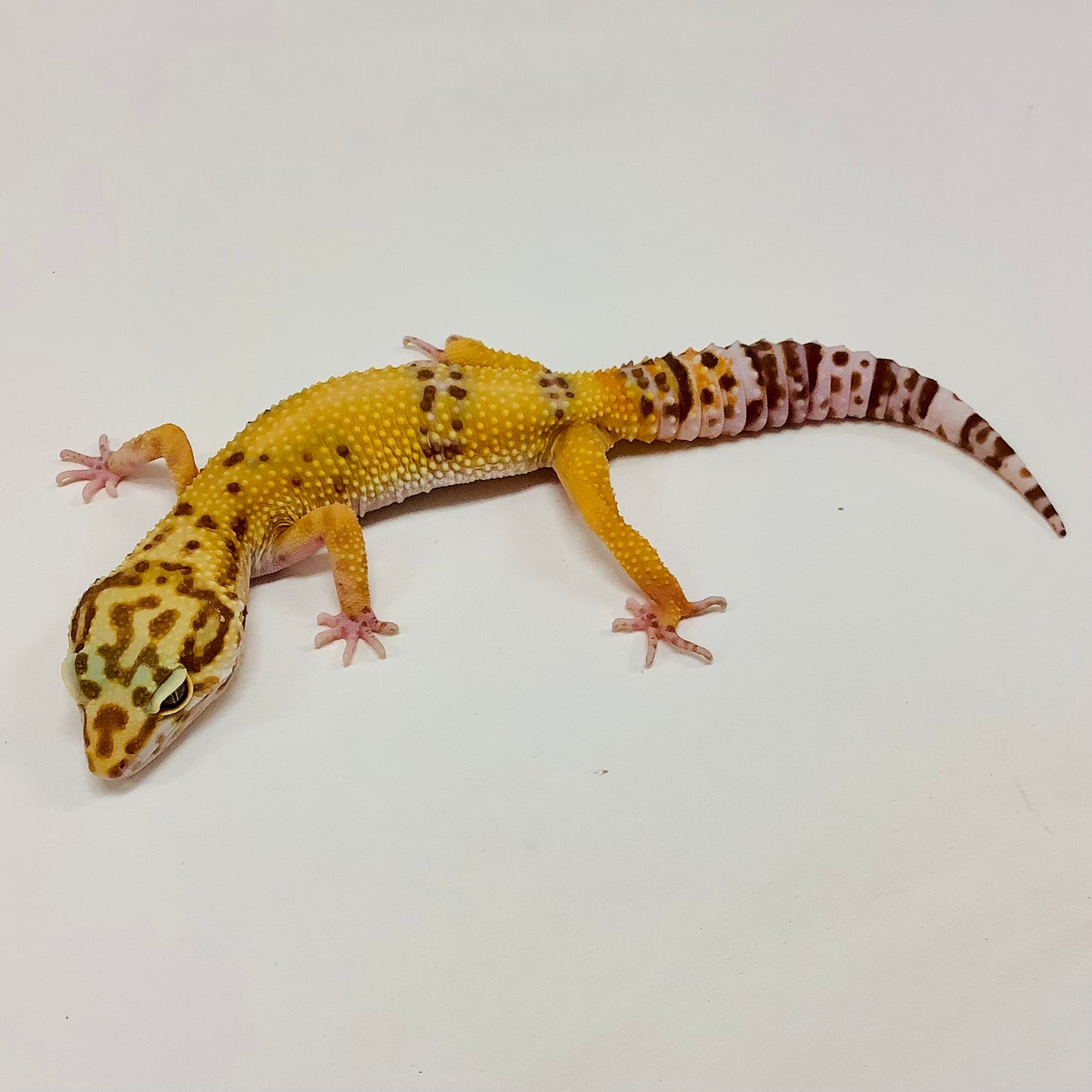 Albino Tremper Tangerine Pos Het Eclipse Leopard Gecko Female-#D-I9-81120-1