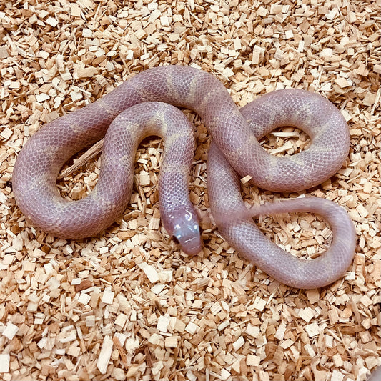 Lavender Snow California Kingsnake Male #2021M01-1