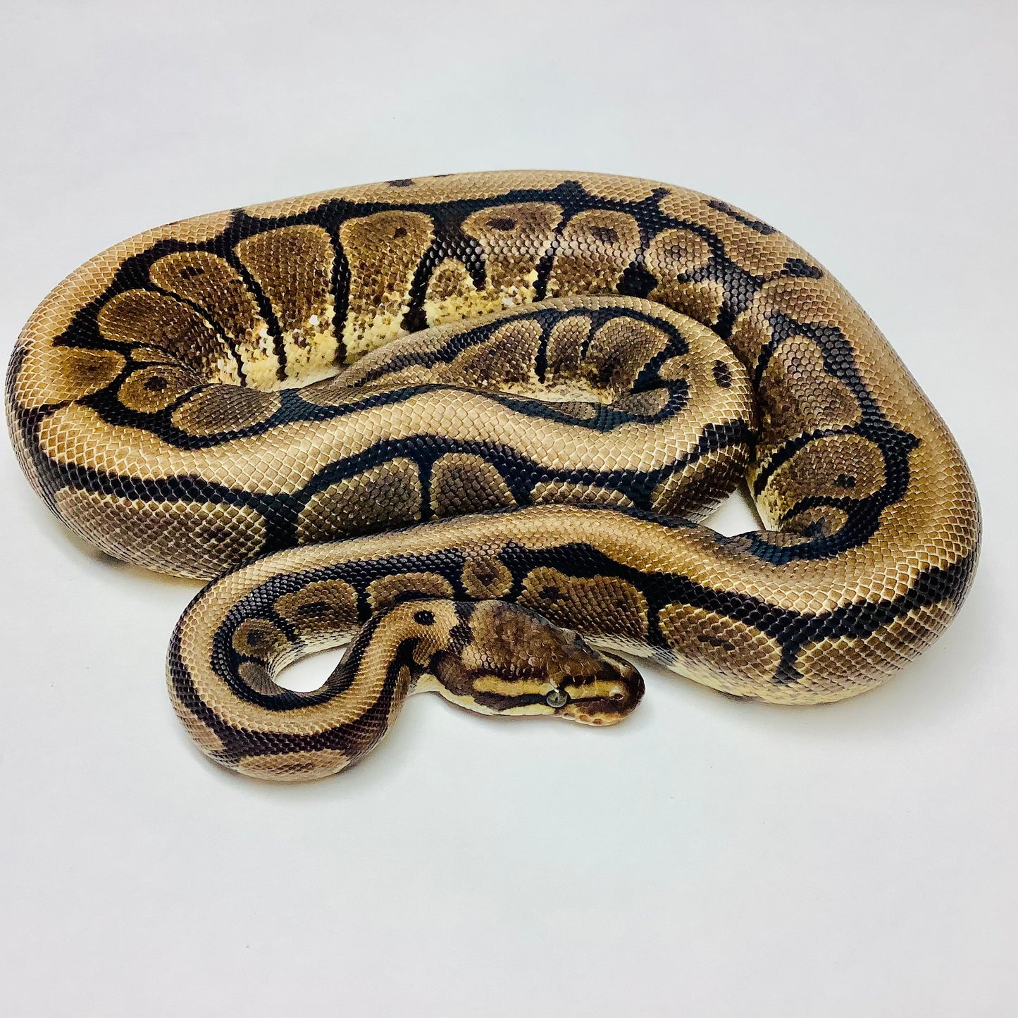 Spider Boa Python Axanthic Spider Ball Python