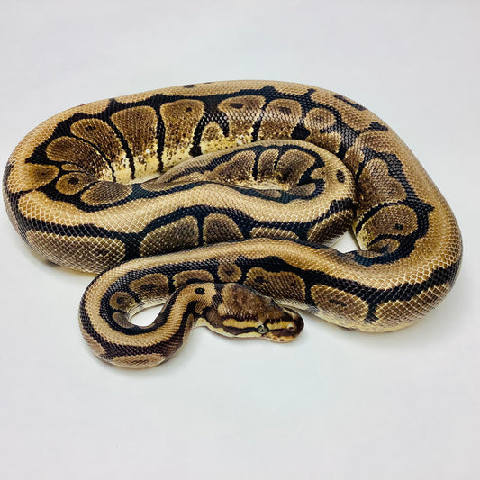 Mahogany Spider Ball Python -Male #2020M03-1
