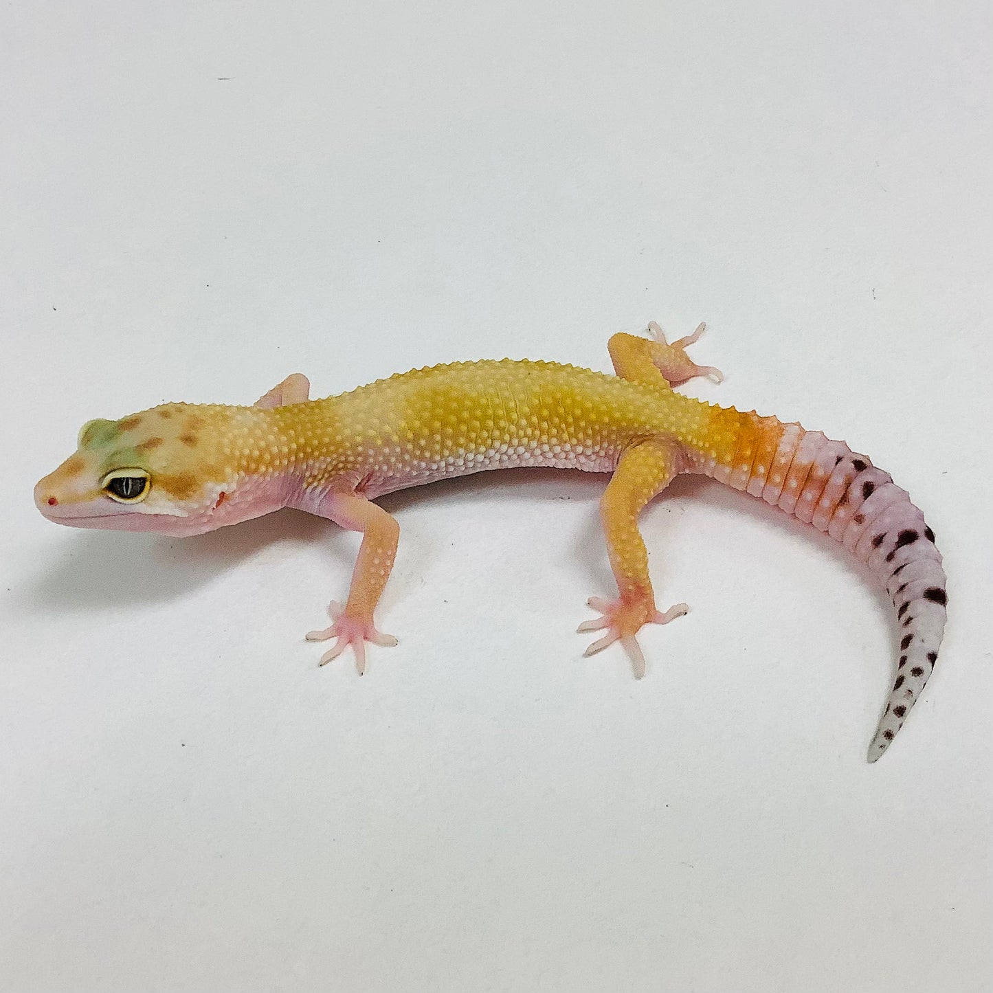 Super Hypo Tangerine Carrot Tail W/Y Leopard Gecko- Female #H-E6-91522-1
