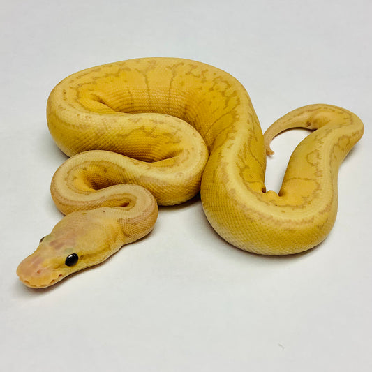 Banana Chocolate Lemonblast Ball Python - Male #2022M01