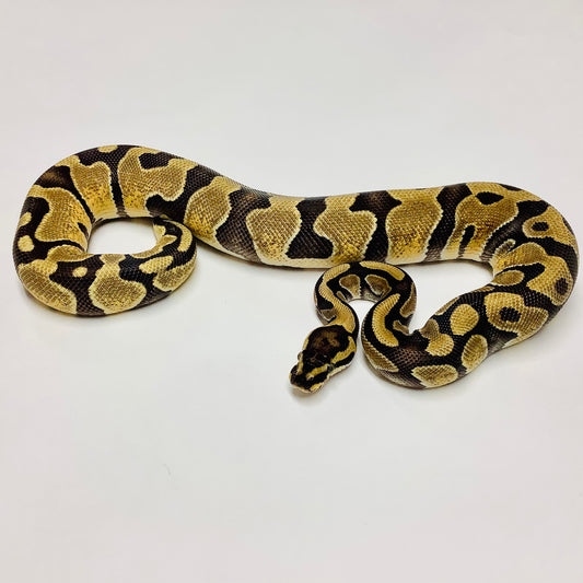 Enchi Het Pied Ball Python- Female #2021F02