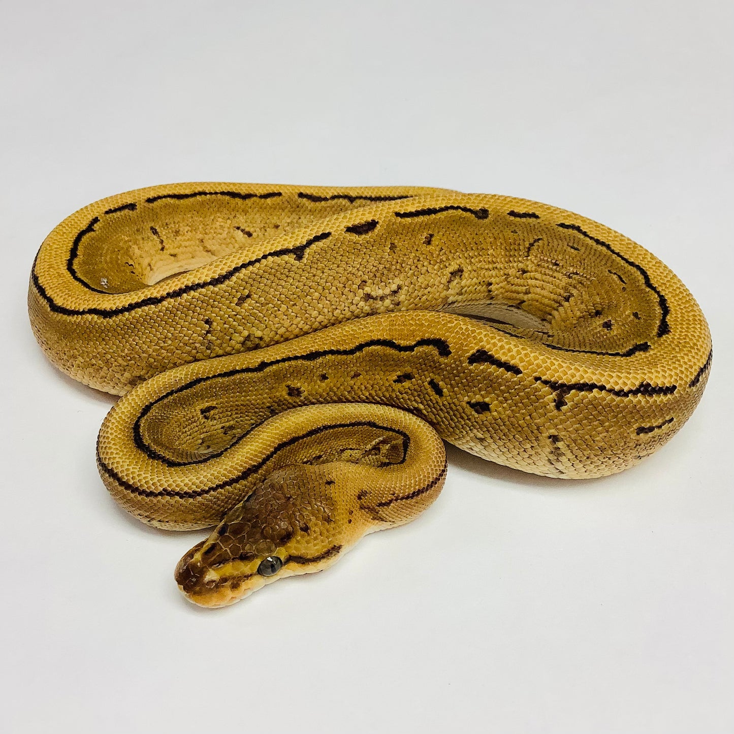 Calico Pinstripe Yellowbelly Ball Python- Female #2022F01
