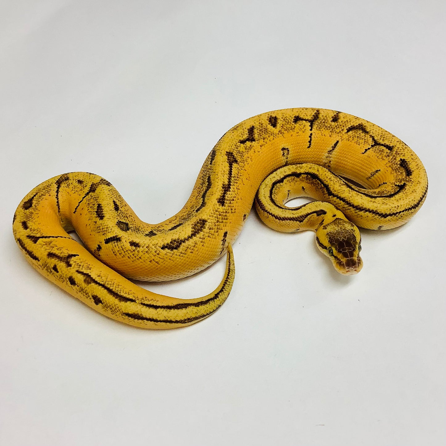 Lemonblast Enchi X-Treme Gene Ball Python - Male #2022M02
