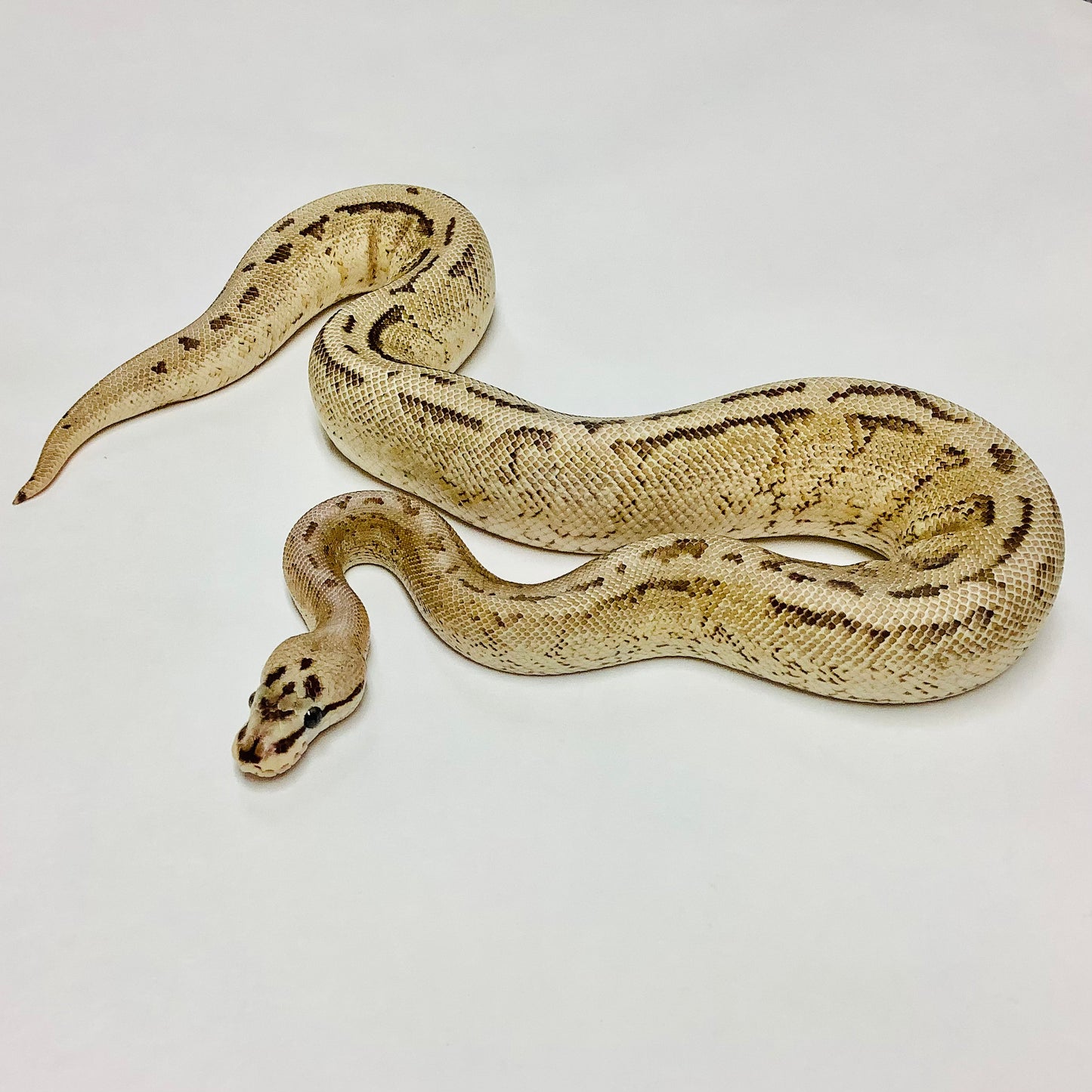 Spider Super Stripe Ball Python - Male - #2021M01-1