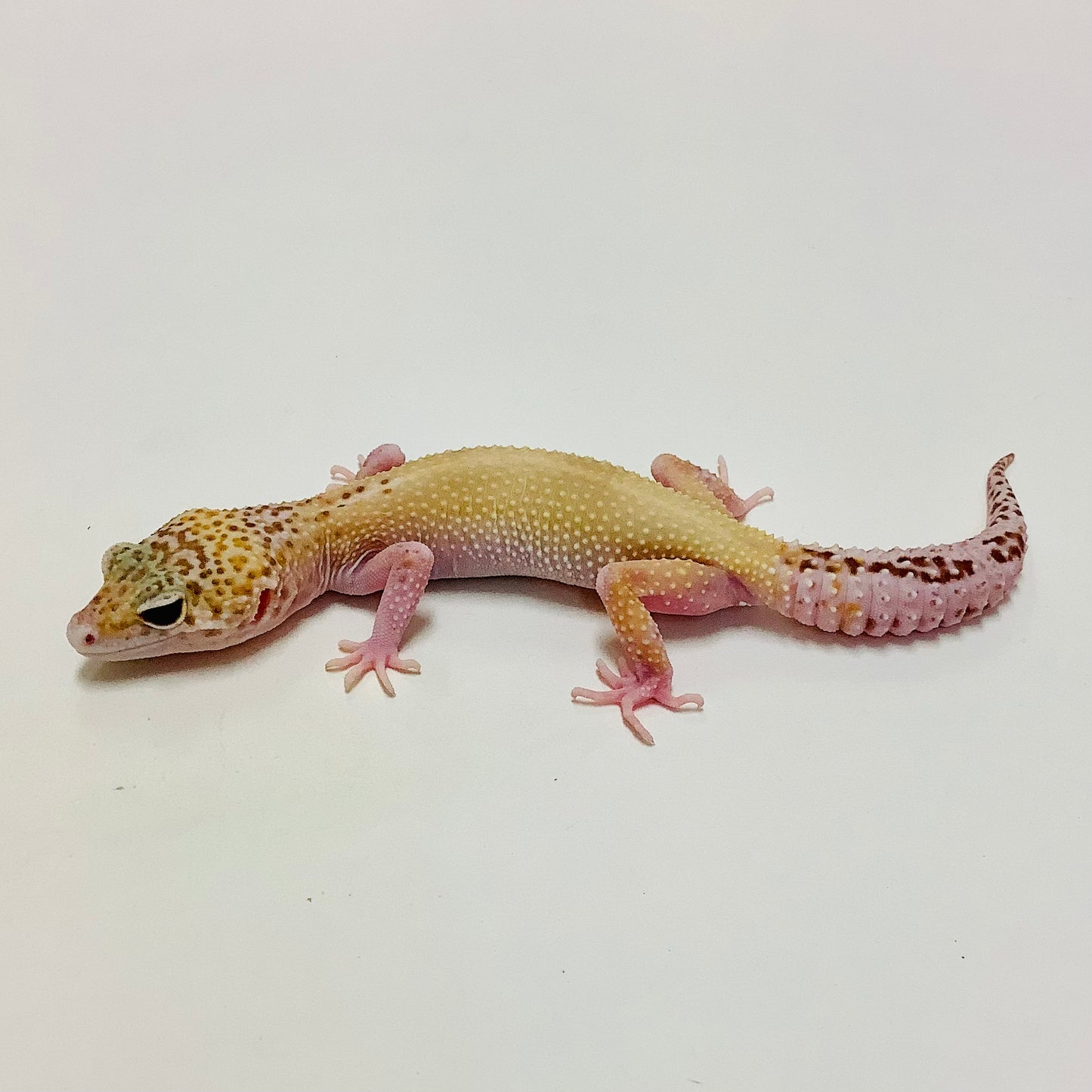Mack Snow Raptor W/Y Leopard Gecko Female #B-J3-72320-1