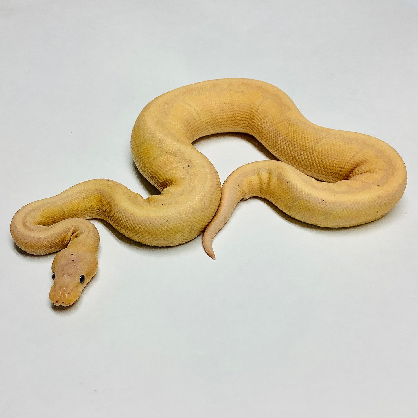 Banana Chocolate Pinstripe Ball Python - Male #2021M01-1