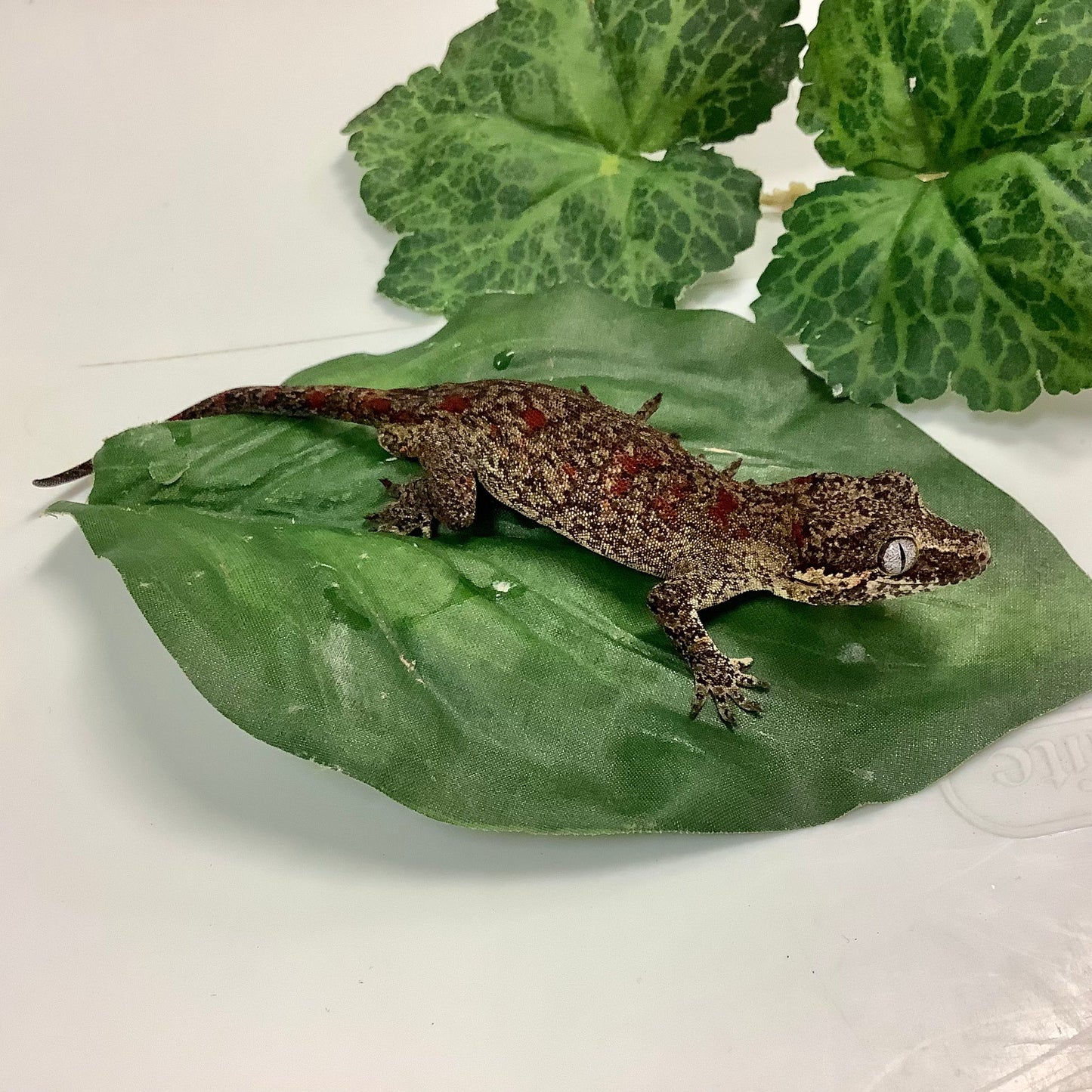 Red Blotched Reticulated- Gargoyle Gecko- Ready To Breed Male #AS01